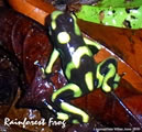 Corcovado Rainforest Frog